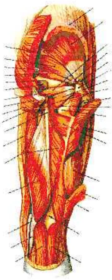 Gambar 2.7 otot-otot Paha dan pinggul setelah sebagian M. Gluteus maximus 