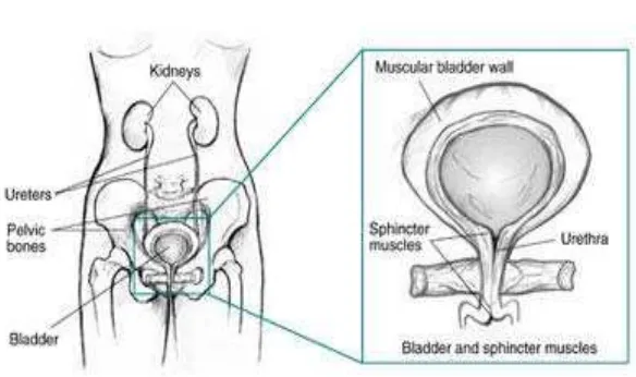 Gambar 1. Anatomi Urogenital Wanita(Dikutip dari 26)