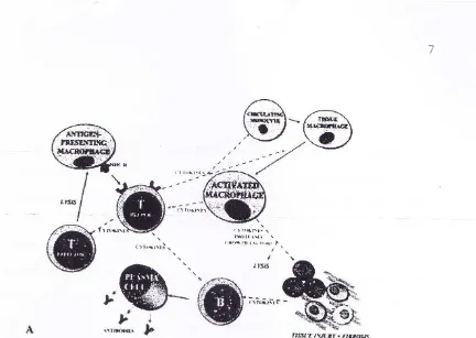 Gambar 2.1 Patogenesis pseudotumor5