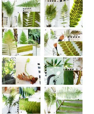 Gambar semua jenis tumbuhan paku yang ditemukan di TNAP ditampilkan pada gambar 