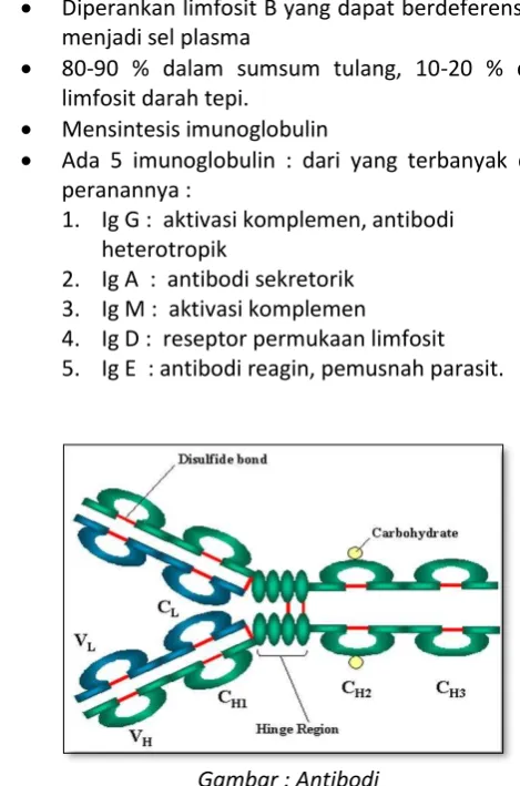 Gambar : Antibodi 