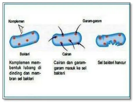 Gambar : Makrofag memakan bakteri 