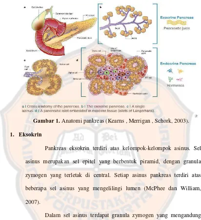 Gambar 1. Anatomi pankreas (Kearns , Merrigan , Schork, 2003). 