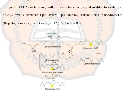 Gambar 5. Mekanisme peroksidasi lipid (Ayala et al., 2014) 