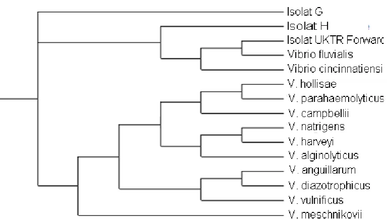Gambar 5. Pohon filogenetik Vibrio vulnificus FNS E08 