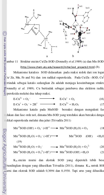 Gambar 11   Struktur enzim Cu/Zn-SOD (Donnelly et al.1989) (a) dan Mn-SOD 