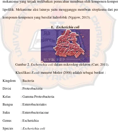 Gambar 2.  Escherichia coli dalam mikroskop elektron (Carr, 2011). 