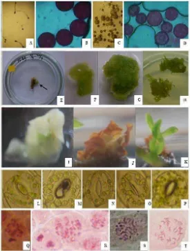 Gambar 1.  (A-B) Perkecambahan serbuk sari dan penyerapan pewarna aceto-orcein kontrol pada sukrosa 15%, (C-D) Perkecambahan dan  penyerapan warna 