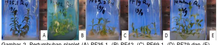 Gambar 2. Pertumbuhan planlet (A) PF35.1, (B) PF42, (C) PF69.1, (D) PF79 dan (E) 