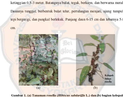 Gambar 1. (a) Tanaman rosella ( Hibiscus sabdariffa L.) dan (b) bagian kelopak bunga rosella (foto koleksi pribadi) 