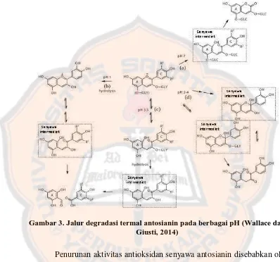 Gambar 3. Jalur degradasi termal antosianin pada berbagai pH (Wallace dan Giusti, 2014) 