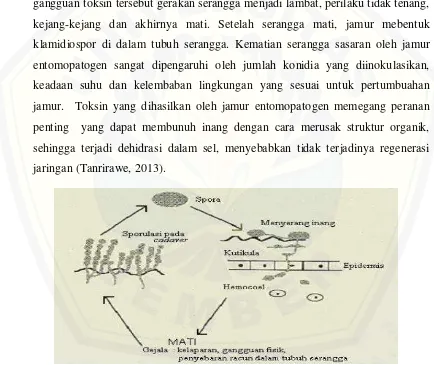 Gambar 2.  Mekanisme infeksi jamur entomopatogen pada tubuh serangga (Charnley, 2006)