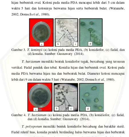 Gambar 3. T. koningii (a) koloni pada media PDA, (b) konidiofor, (c) fialid, dan 