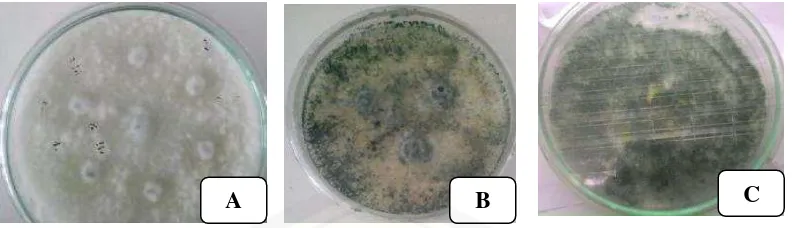 Gambar 3. (A) merupakan Trichoderma sp. Umur 4 hari setelah isolasi, (B) merupakan Trichoderma sp