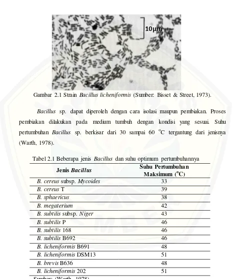 Gambar 2.1 Strain Bacillus licheniformis (Sumber: Bisset & Street, 1973). 