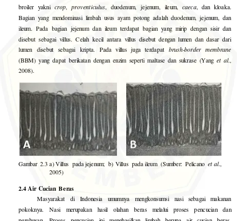 Gambar 2.3 a) Villus pada jejenum; b) Villus pada ileum (Sumber: Pelicano et al.,  
