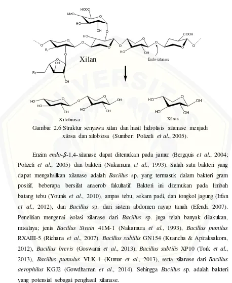 Gambar 2.6 Struktur senyawa xilan dan hasil hidrolisis xilanase menjadi 