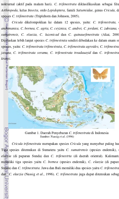 Gambar 1. Daerah Penyebaran C. trifenestrata di Indonesia 