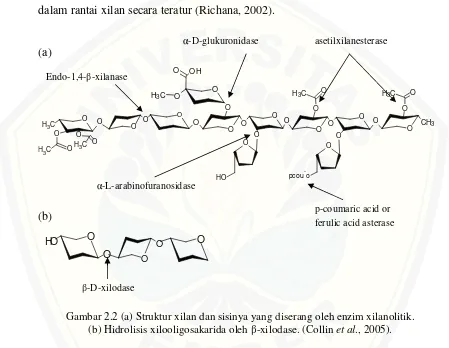 Gambar 2.2 (a) Struktur xilan dan sisinya yang diserang oleh enzim xilanolitik.