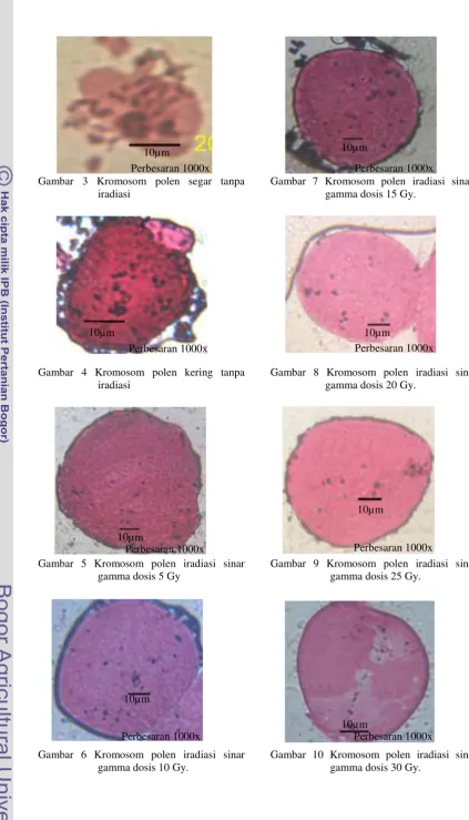 Gambar 10 Kromosom polen iradiasi sinar gamma dosis 30 Gy.  