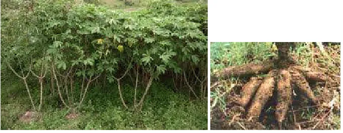 Gambar 2.4 Ketela Pohon