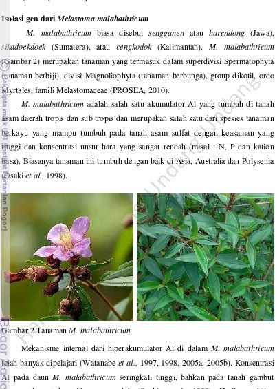 Gambar 2 Tanaman M. malabathricum 