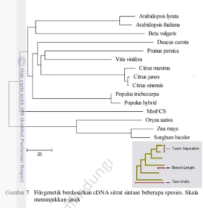 Gambar 7   Filogenetik berdasarkan cDNA sitrat sintase beberapa spesies. Skala 