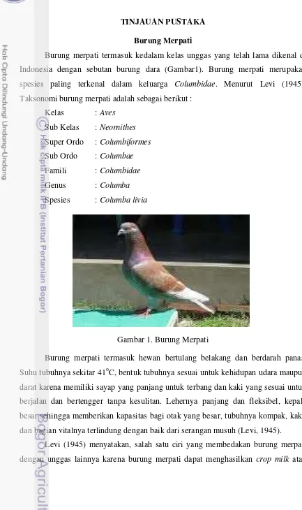 Gambar 1. Burung Merpati 
