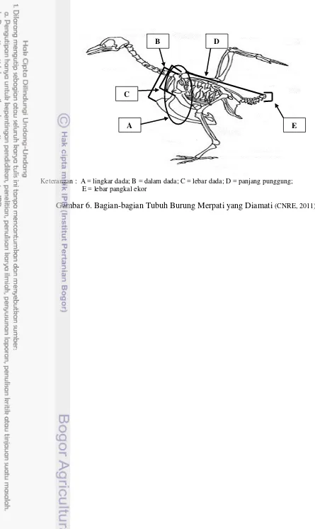 Gambar 6. Bagian-bagian Tubuh Burung Merpati yang Diamati (CNRE, 2011) 