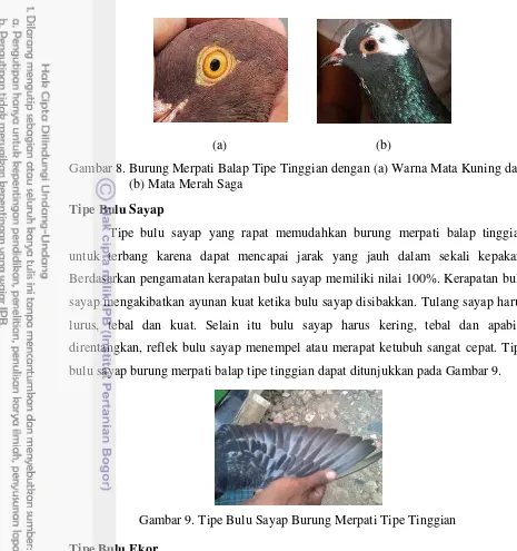 Gambar 8. Burung Merpati Balap Tipe Tinggian dengan (a) Warna Mata Kuning dan 