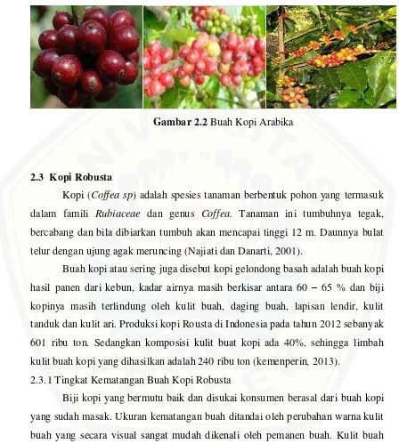 Gambar 2.2 Buah Kopi Arabika 