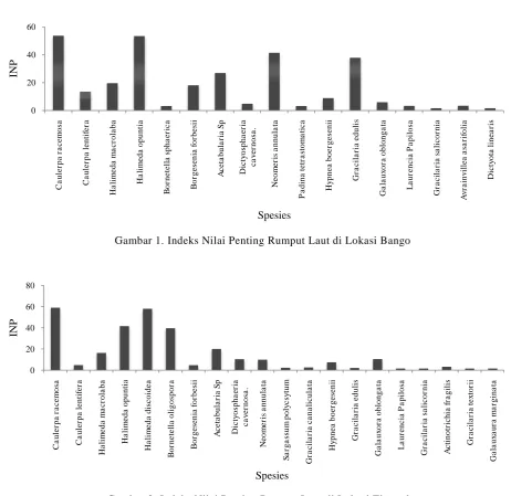 Gambar 2. Indeks Nilai Penting Rumput Laut di Lokasi Tinongko 
