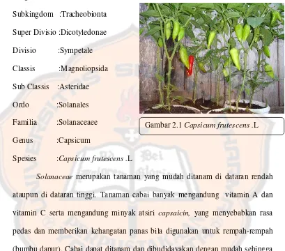 Gambar 2.1. Capsicum frutescens.L . 