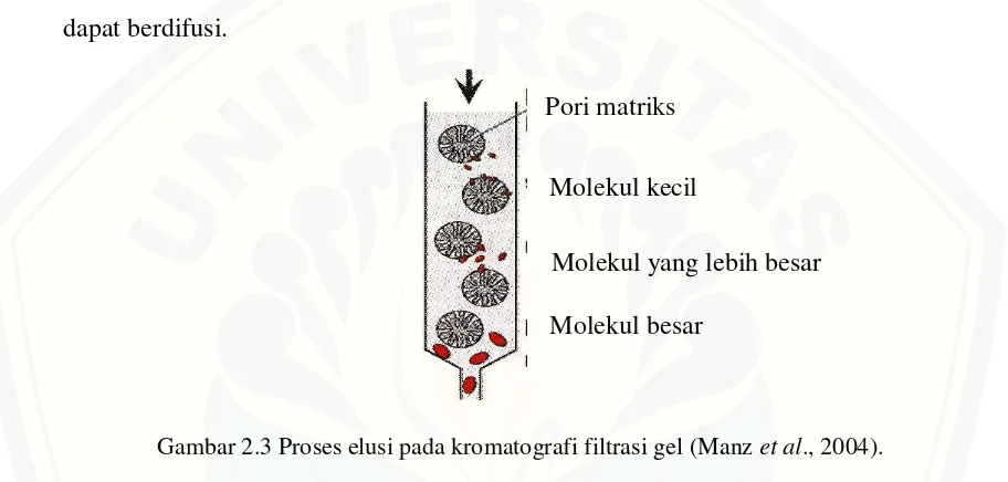 Gambar 2.3 Proses elusi pada kromatografi filtrasi gel (Manz et al., 2004). 