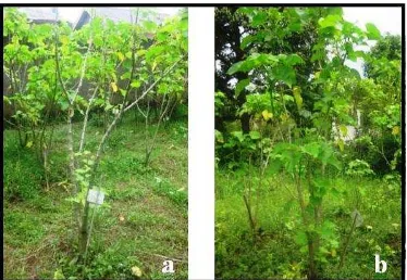 Gambar 1. Perbandingan pohon jarak pagar. (a) pohon jarak pagar lokal, (b) pohon jarak pagar aksesi Meksiko 