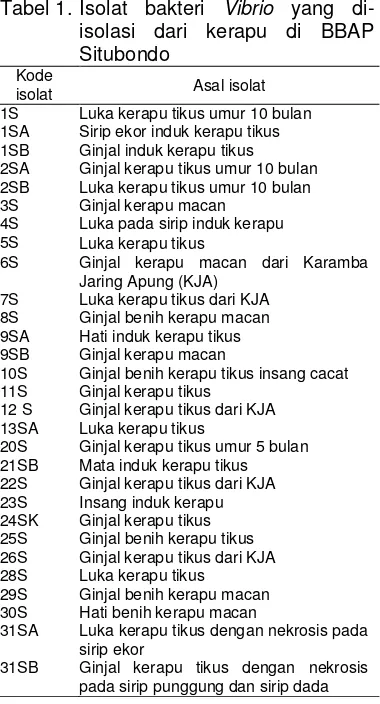 Tabel 1. Isolat bakteri Vibrio yang di-