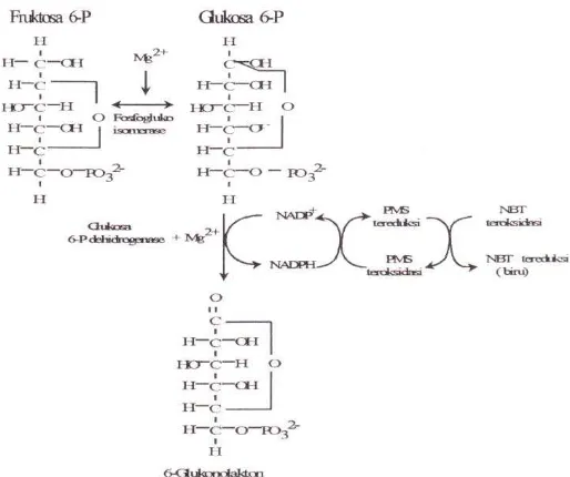 Gambar 1. Reaksi GPI, substrat, G6PDH, koenzim dan pewarna. 