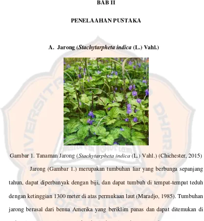 Gambar 1. Tanaman Jarong (Stachytarpheta indica (L.) Vahl.) (Chichester, 2015) 