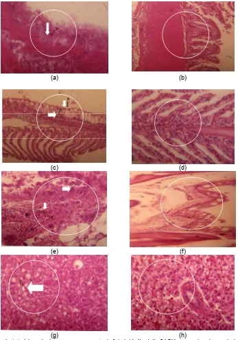 Gambar 1. (a), Irisan jaringan usus yang terinfeksi V. fluvialis 24SK: tampak adanya koloni bakteri; (b), Irisan jaringan usus normal (kontrol); (c), Irisan jaringan insang yang terinfeksi V