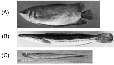 Gambar 1. Jenis ikan dominan di lokasi penelitian (A) ikan Biawan, (B) ikan Haruan, dan (C) ikan Lais