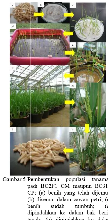 Gambar 5 PpC(bbdtaemtab(ppembentukan adi BC2F1 CCP; (a) benih b) disemai daenih sudahipindahkan kanah; (e) dipmber berisi anaman; (g) erbunga (buntpenyerbukan)ersilangan