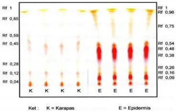 Gambar 2. Kromatogram hasil Kromato-      grafi Lapis Tipis  