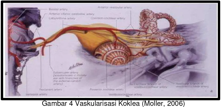 Gambar 4 Vaskularisasi Koklea (Moller, 2006) 