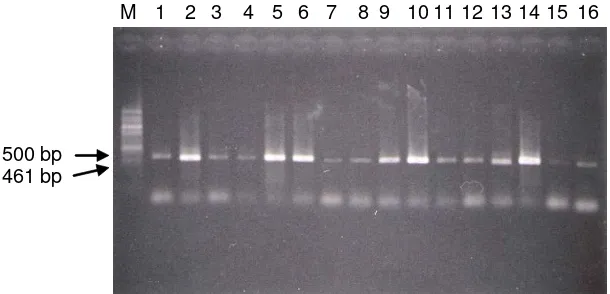 Gambar 2. Amplifikasi PCR dari genom mt-DNA ikan hias clown, Amphiprion ocellaris                  (M =  marker 100 bp ladder; 1-16 sampel ikan clown)