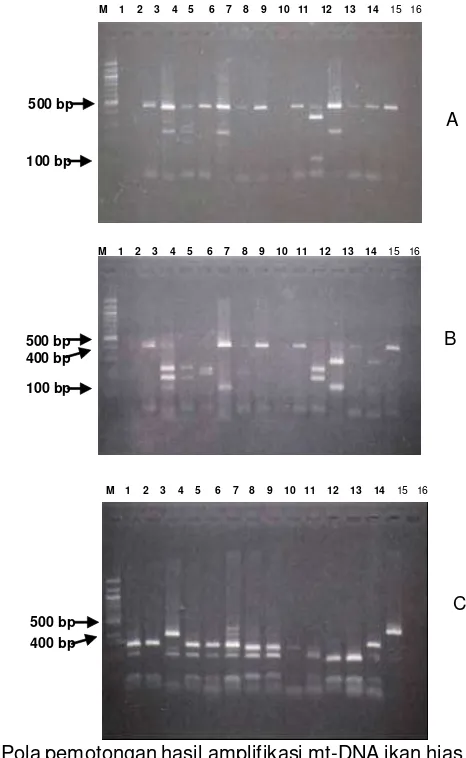 Gambar 3. Pemotongan mt-DNA dengan enzim restriksi sebagai analisa pendahuluan      pada ikan hias clown, Amphiprion ocellaris dengan enzim restriksi