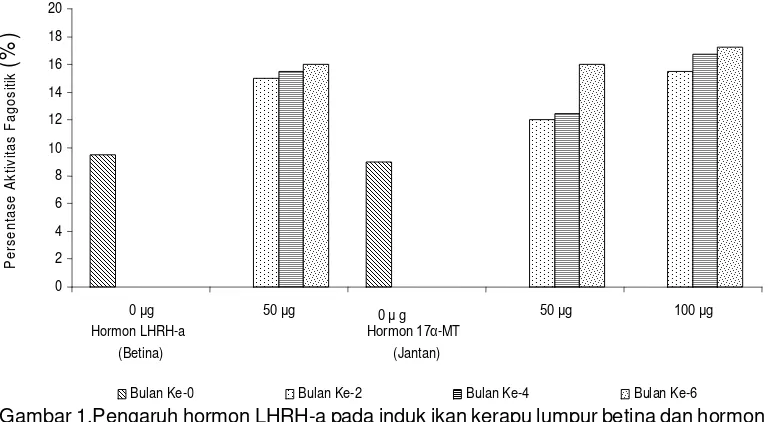 Gambar 1.Pengaruh hormon LHRH-a pada induk ikan kerapu lumpur betina dan hormon17-MT pada induk jantan terhadap persentase (%) aktivitas fagositik (PA).