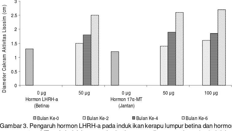 Gambar 3. Pengaruh hormon LHRH-a pada induk ikan kerapu lumpur betina dan hormon                     17-MT pada induk jantan terhadap keragaan diameter cakram (cm) aktivitas                lisosim (LA).