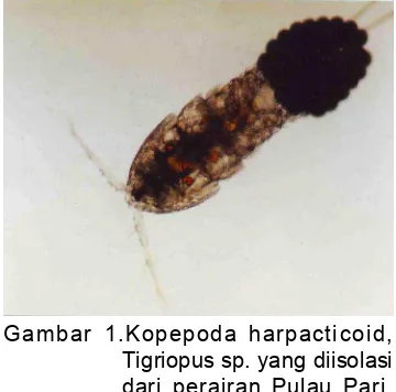 Gambar 1.Kopepoda harpacticoid,