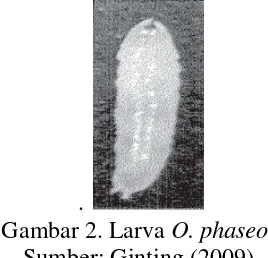 Gambar 1. Telur Ophiomyia phaseoli Try. 