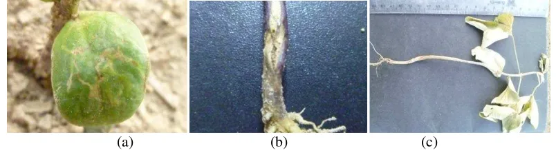 Gambar 6. Gejala Serangan O. phaseoli (a) bekas gerekan larva pada kotiledon, (b) luka pada kulit pangkal batang dekat leher akar, (c) tanaman            (15 hst) yang mati akibat serangan hama lalat bibit